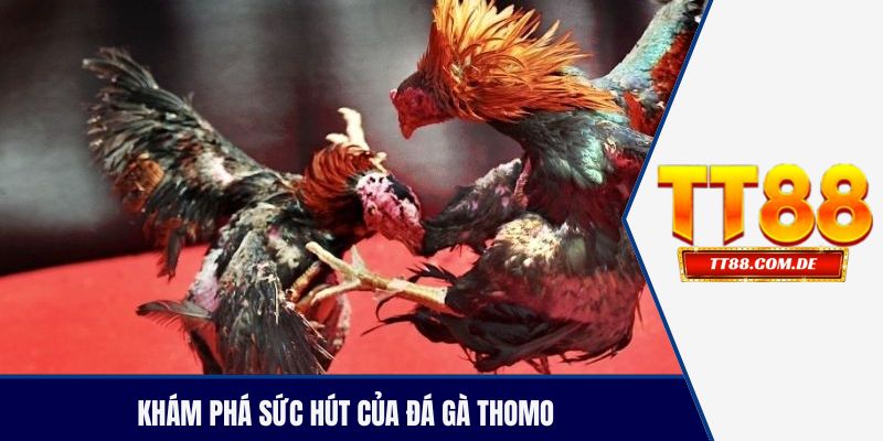 Khám phá sức hút của đá gà thomo