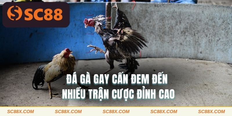 Đá gà gay cấn đem đến nhiều trận cược đỉnh cao 